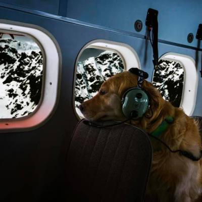 a dog sitting on top of a car
