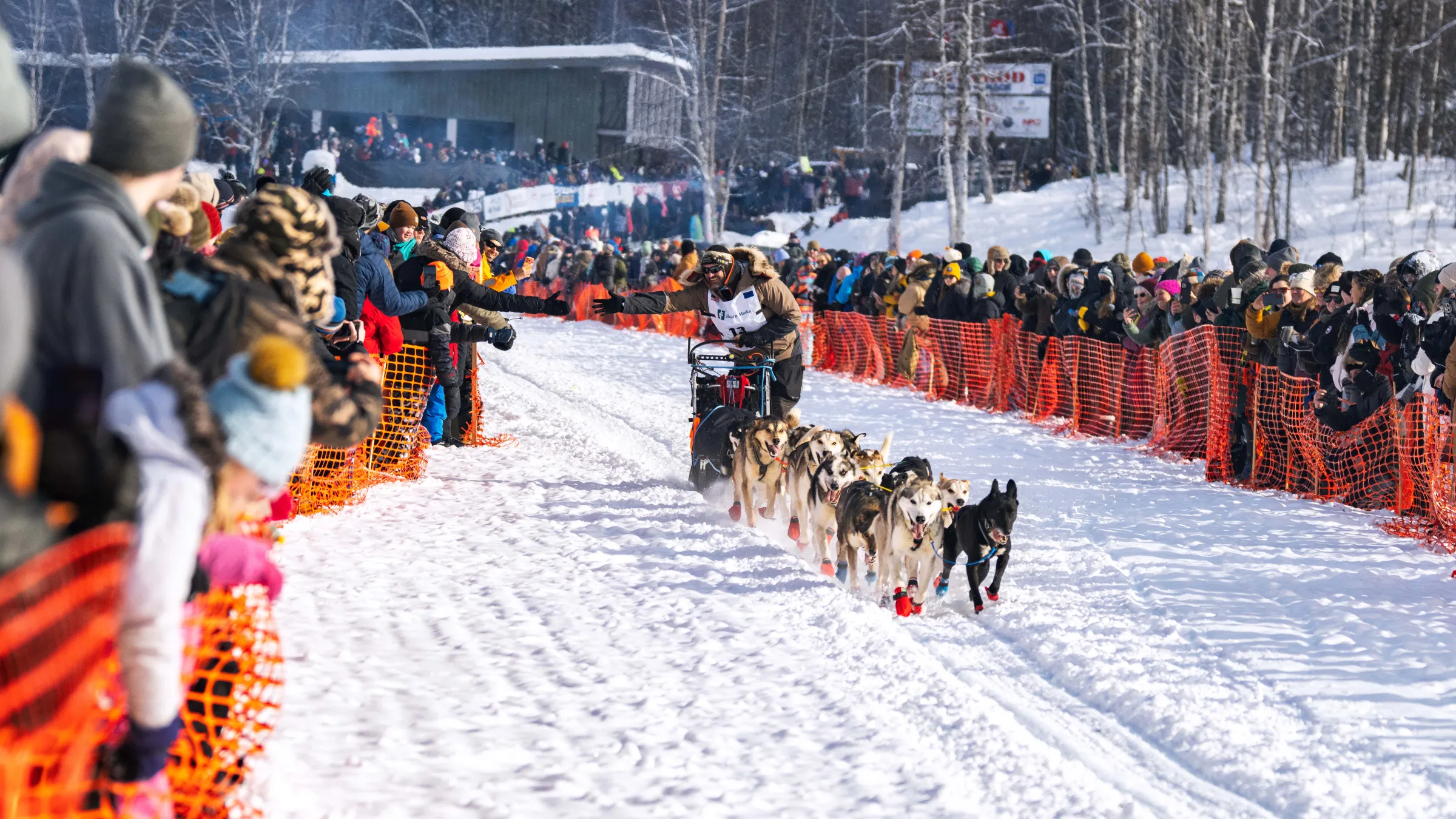 Dog team racing in the snow, surrounded by a crowd behind orange barriers.