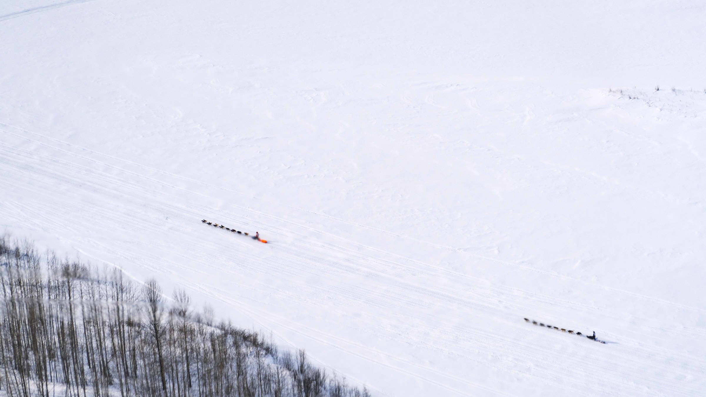 Two dog sled teams racing on a snowy landscape with barren trees in the foreground.