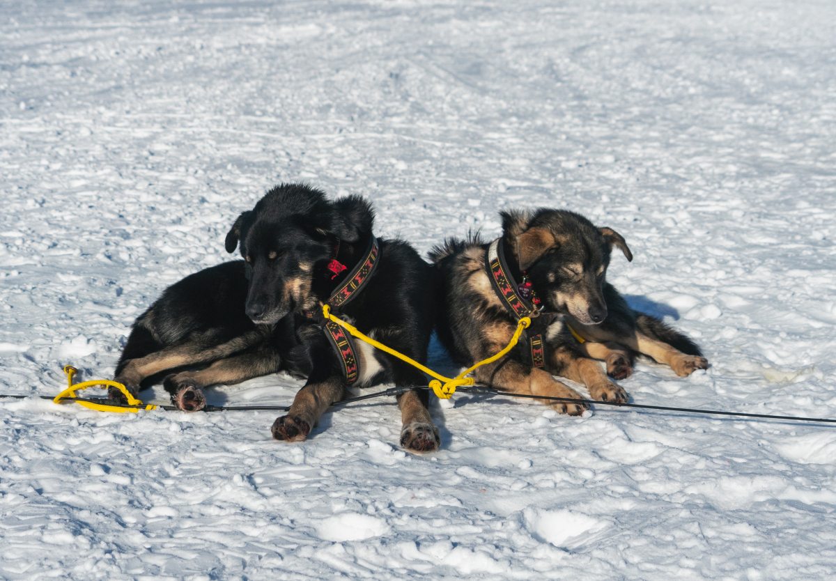 Sled dogs take a rest at Rainy Pass checkpoint during Iditarod