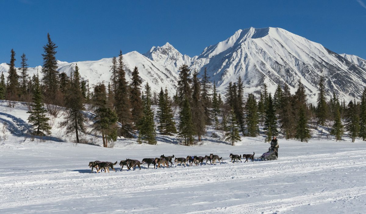 Sled dog team with mushers arrive at Rainy Point checkpoint during Iditarod