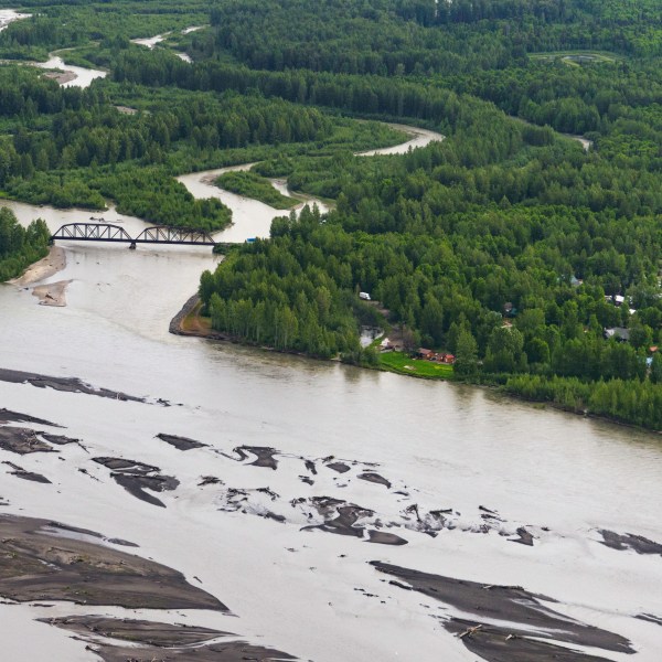 a flock of sheep in a body of water