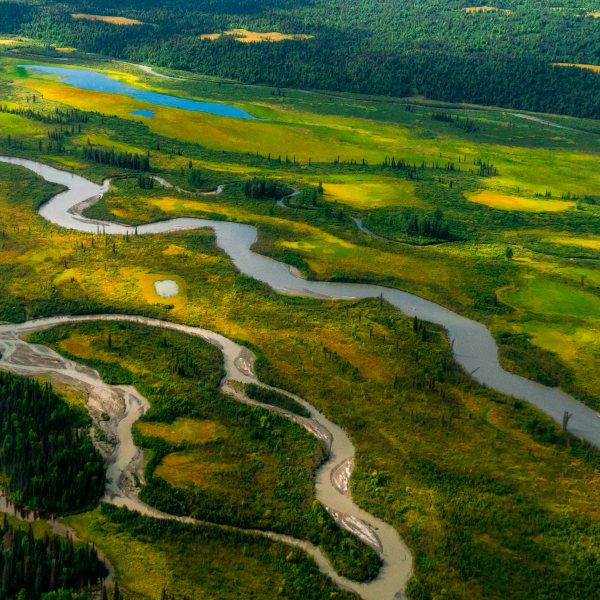 a close up of a lush green field